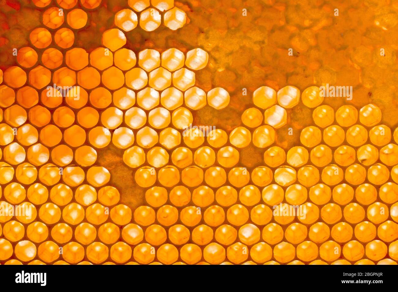 Hexagonal beehive pattern of a honeycomb divider, some of the cells sealed Stock Photo
