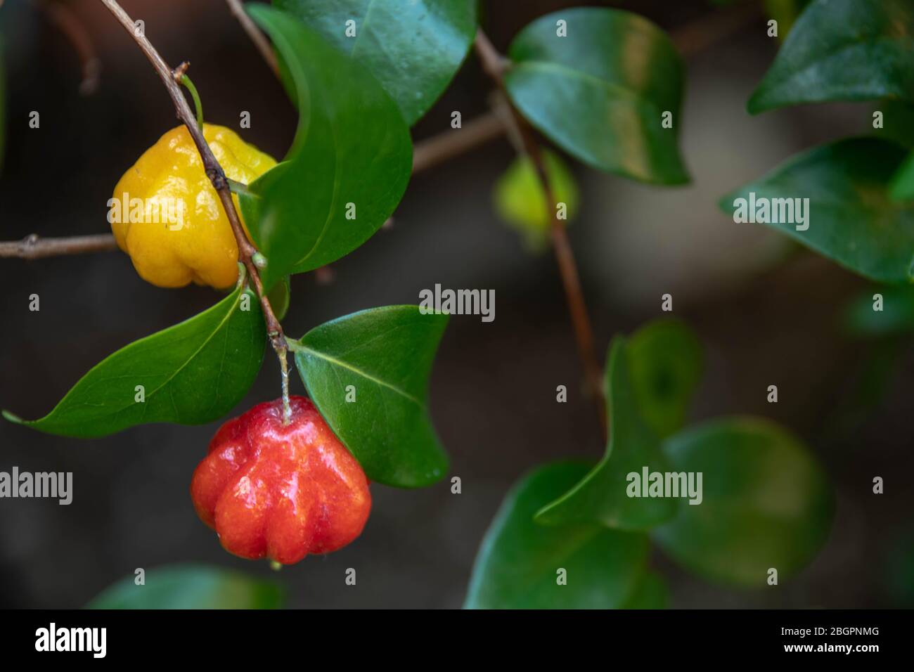 Eugenia uniflora or Suriname cherry is a species native to South America countries and has medicinal properties such as its antioxidant properties. Stock Photo