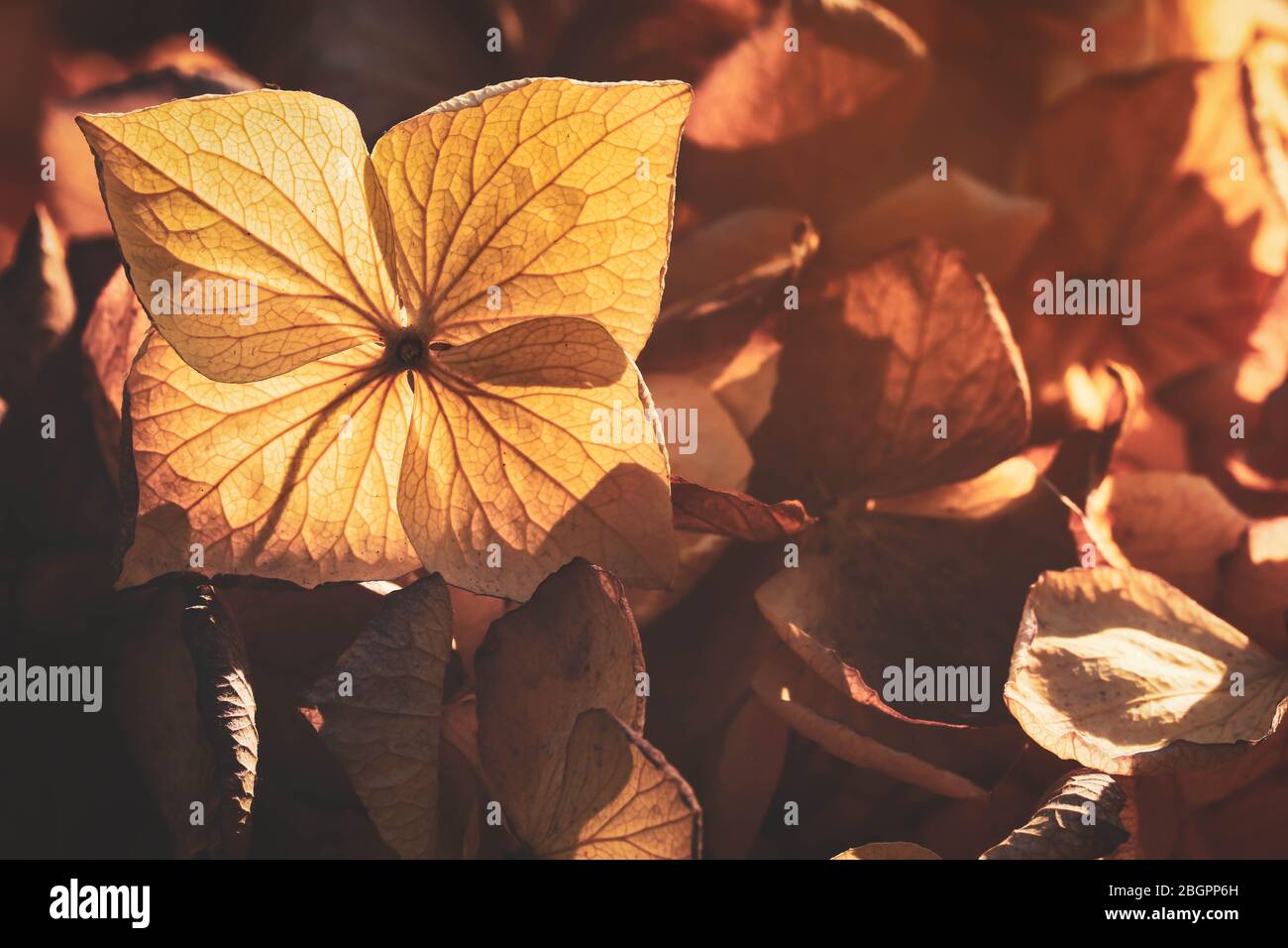 Texture on dry hydrangea flowers with beautiful sun light Stock Photo