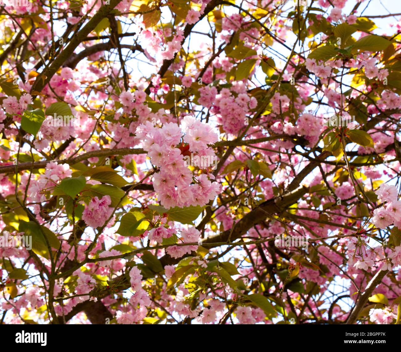 Kanzan Cherry Tree Springtime Blossom glory topped by the most