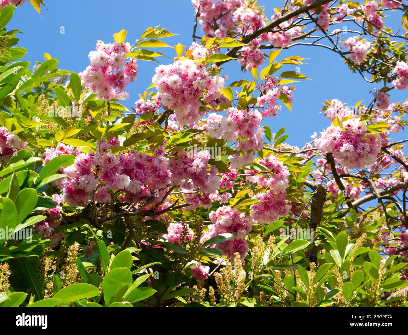 Kanzan Cherry Tree Springtime Blossom glory topped by the most