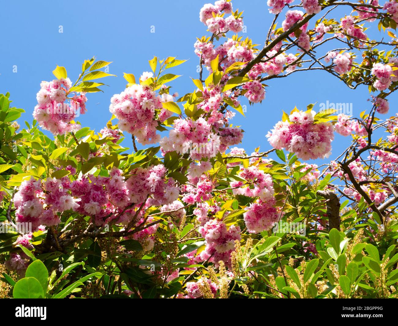 Kanzan Cherry Tree Springtime Blossom glory topped by the most