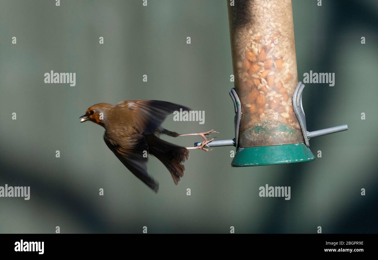 London, UK. 22nd April 2020. Robin takes off from a garden bird feeder with a sunflower seed in its beak. Credit: Malcolm Park/Alamy Live News. Stock Photo