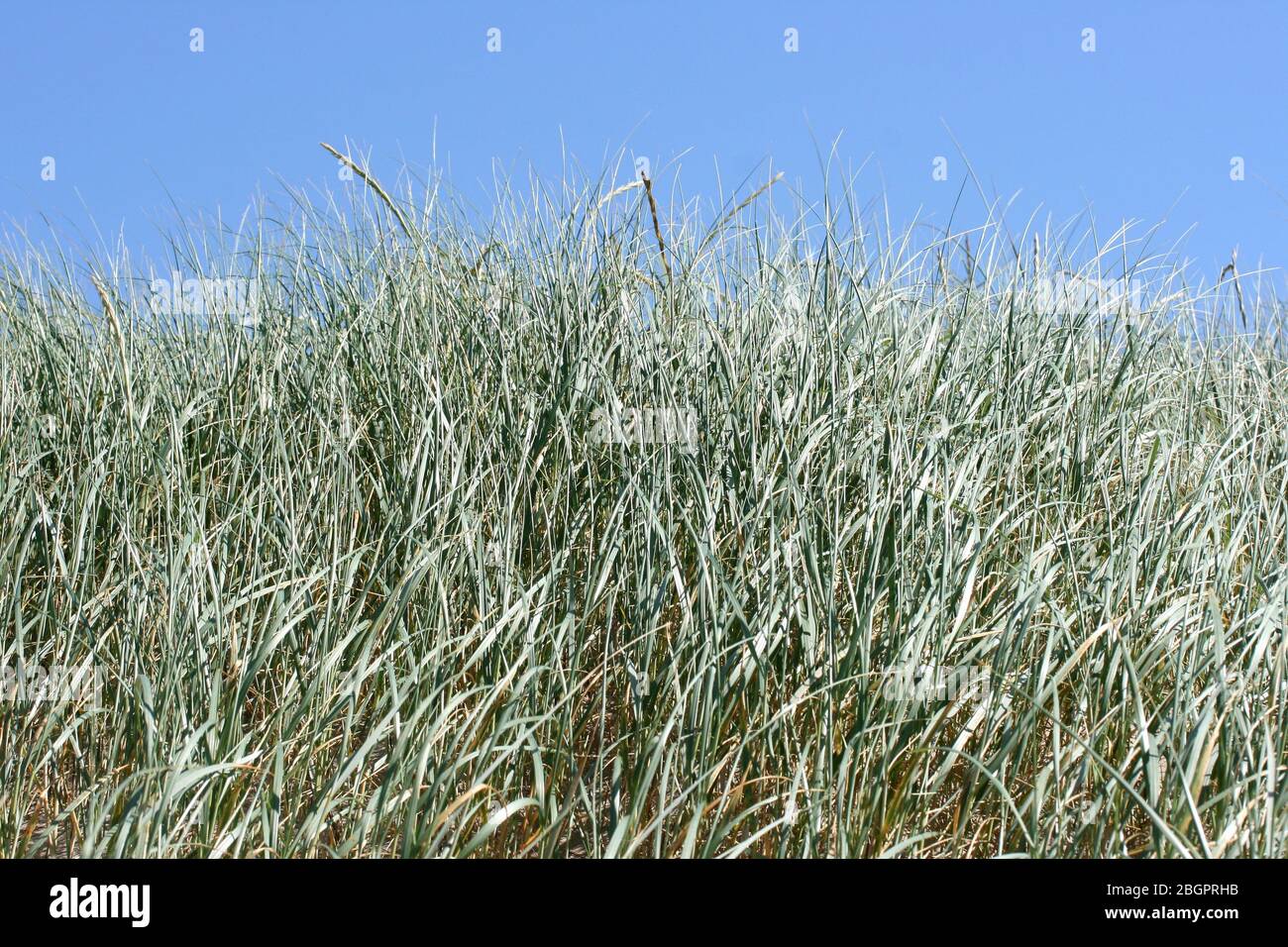 A dune, covered with beach grassEine Düne, bewachsen mit Strandhafer Stock Photo