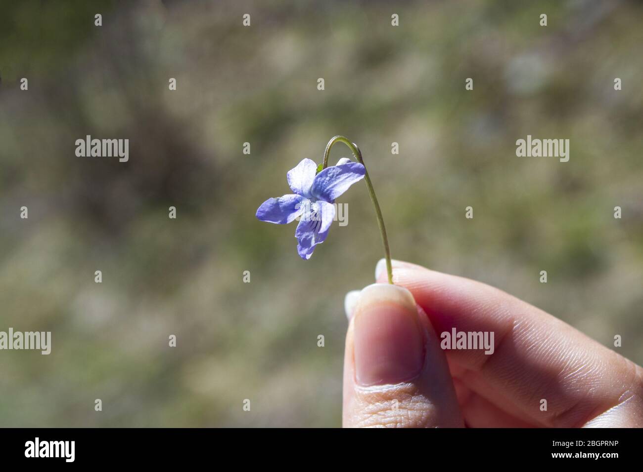 Violet in a woman's fingers. Focus on violet. Stock Photo