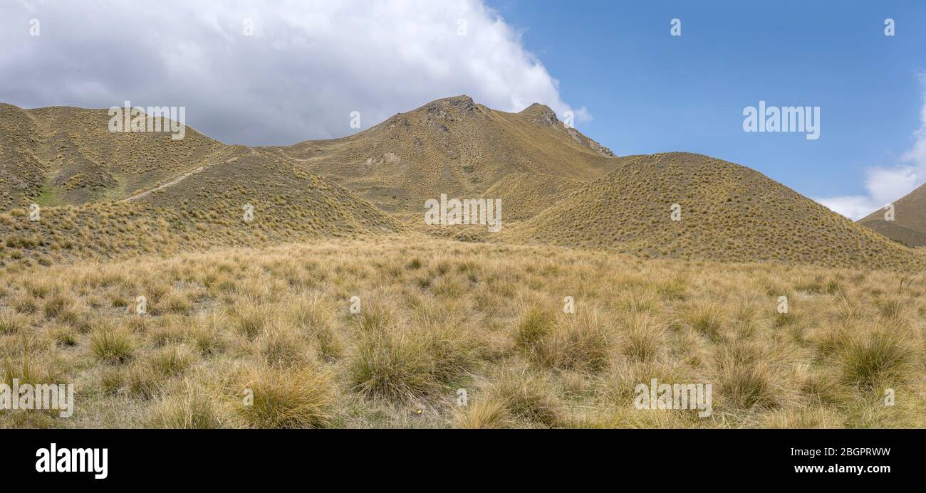 Tussock Rocks landscape with Tussock grass on barren slopes in mountain countryside ...