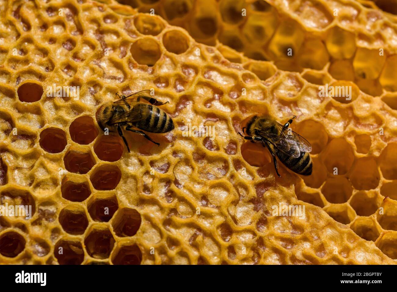 Two Carniolan honey bees (Apis mellifera carnica) diving into a cell of ... Biology Diagrams