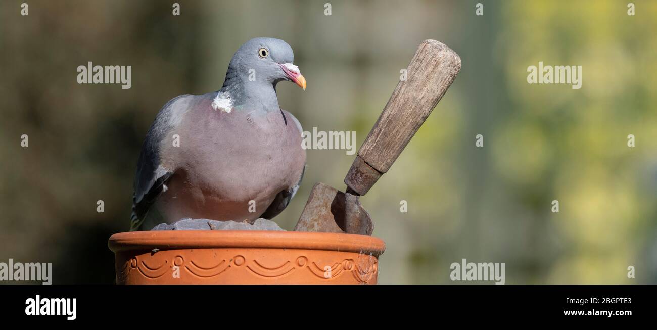 Wood pigeon sitting on a terracotta plant pot and old garden trowel in sunlight Stock Photo