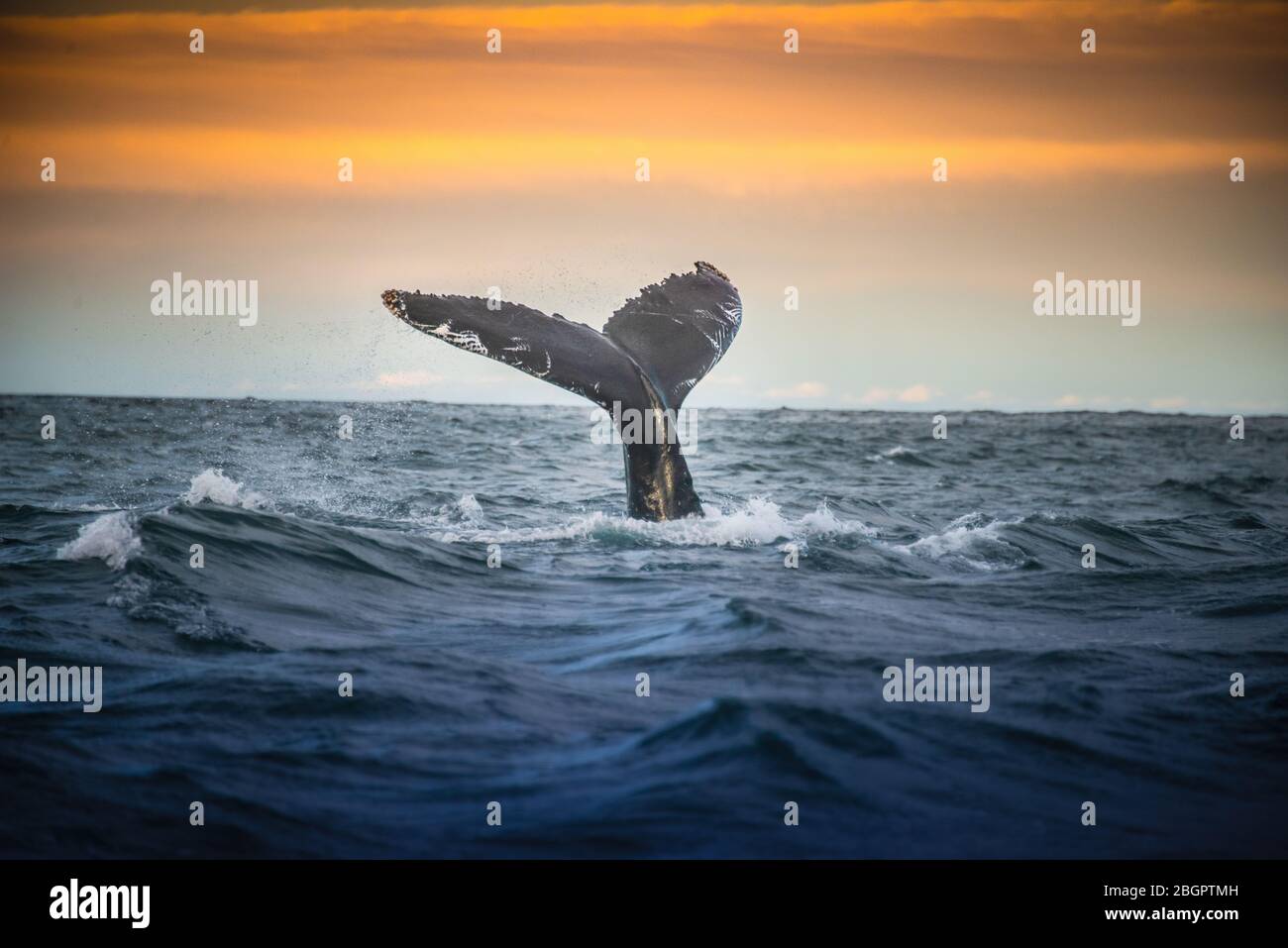 Whale iceland hi-res stock photography and images - Alamy
