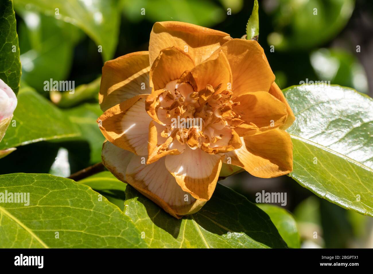 Camellia plant with petal blight causing the petals to turn brown, fungal disease in spring due to too much water Stock Photo