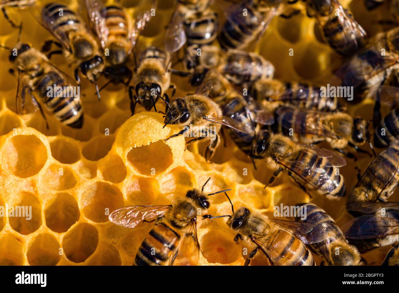 Many Carniolan honey bees (Apis mellifera carnica) crawling on a honeycomb around a queen cup, queen cell Stock Photo