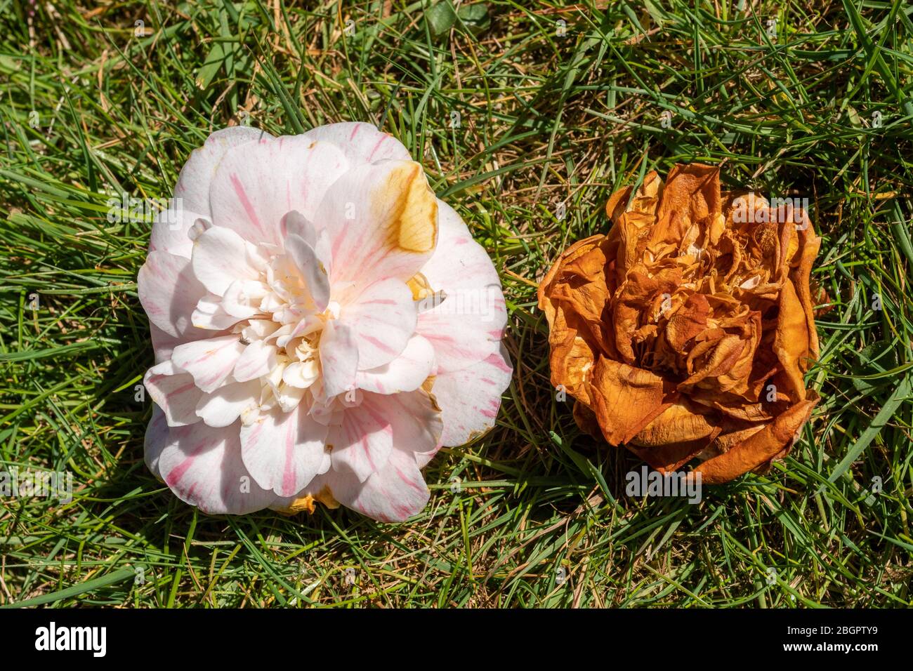 Camellia plant with petal blight causing the petals to turn brown, fungal disease in spring due to too much water Stock Photo