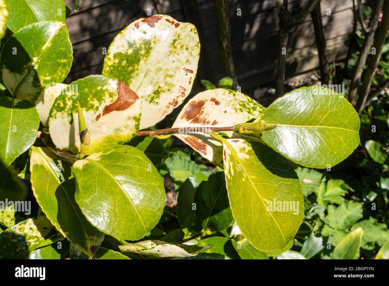 Diseased camellia plant with yellowing leaves, UK Stock Photo