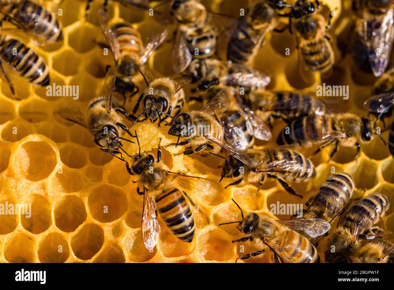 Many Carniolan honey bees (Apis mellifera carnica) crawling on a honeycomb around a queen cup, queen cell Stock Photo