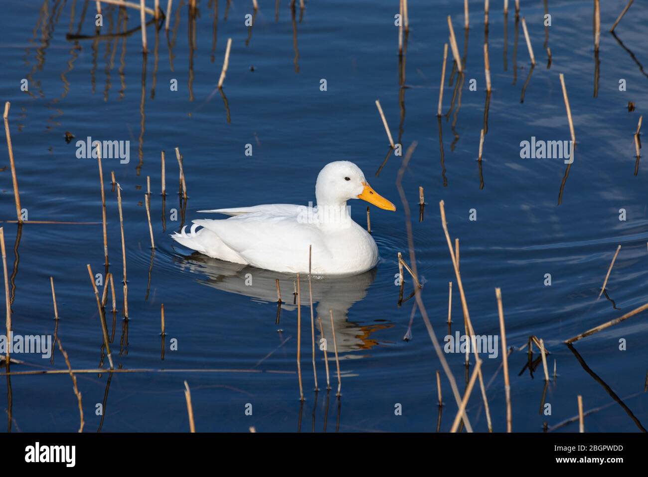 White leucistic mallard duck (Anas platyrhynchos) swimming in Töölönlahti Bay in Helsinki, Finland Stock Photo