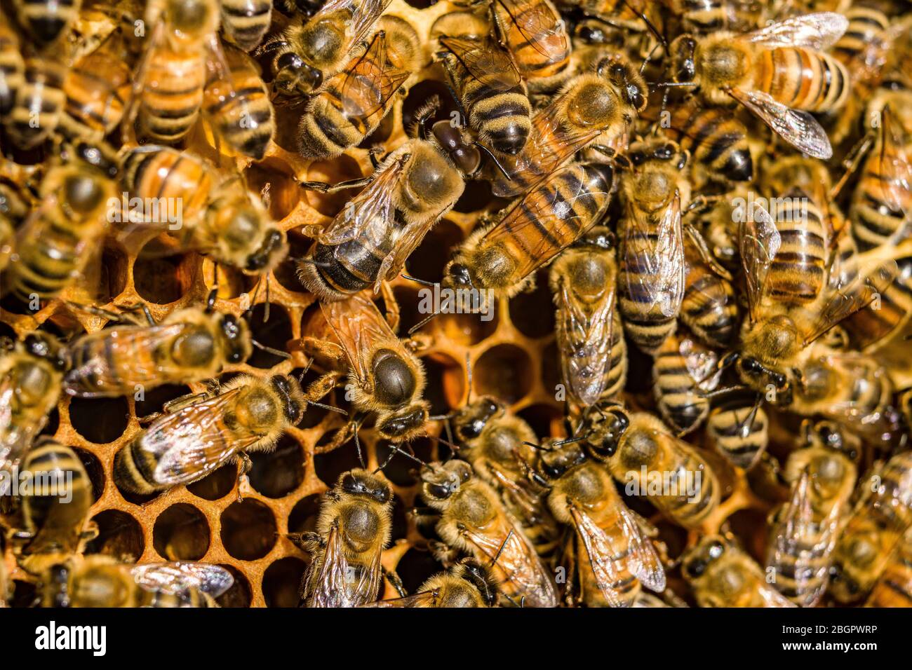 Queen Bee Laying Egg Hi Res Stock Photography And Images Alamy