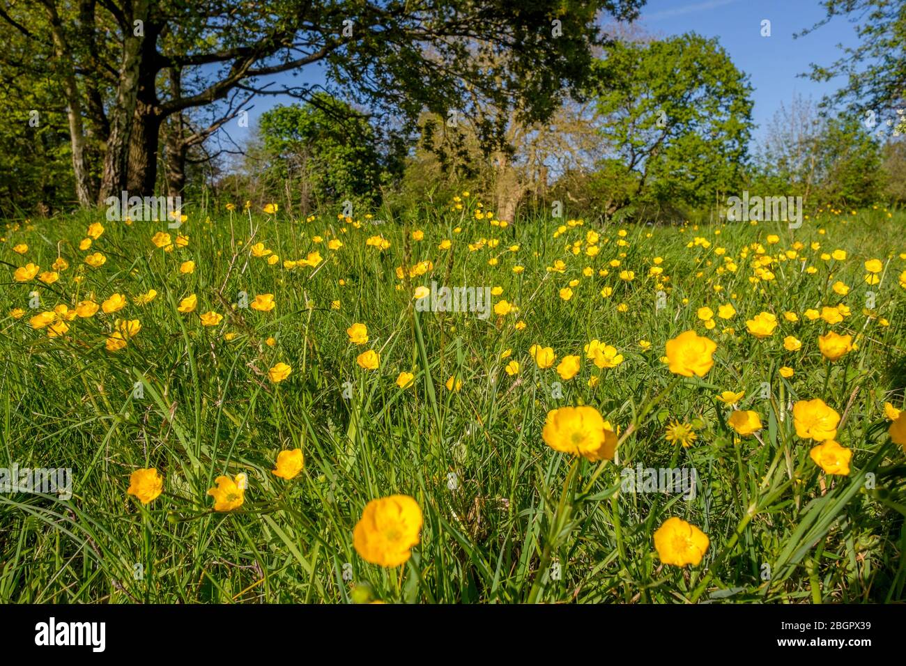 Meadow buttercups, (Ranunculus acris) Kent UK Stock Photo