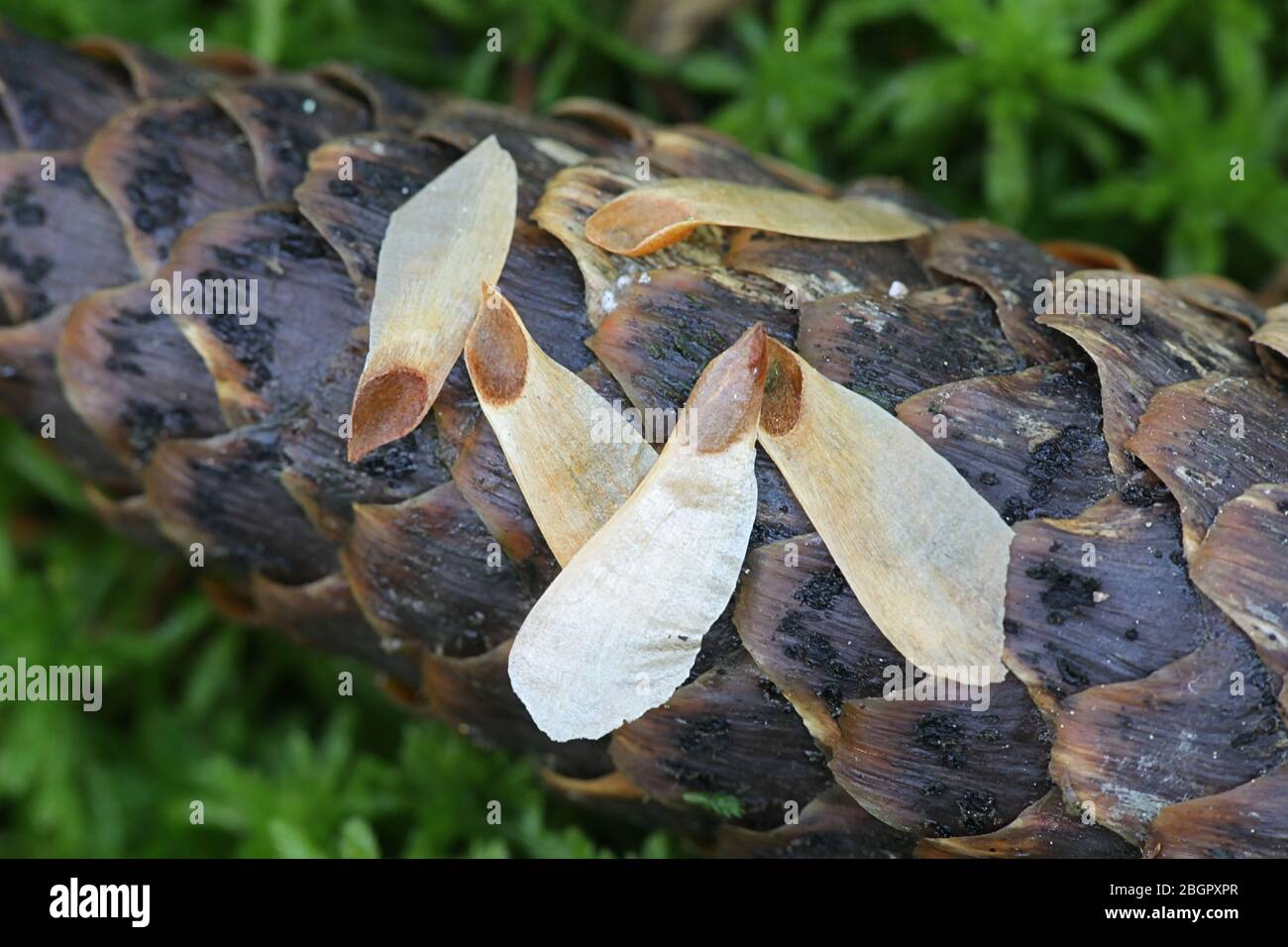Seeds Of Norway Spruce Picea Abies On Top Of A Spruce Cone 