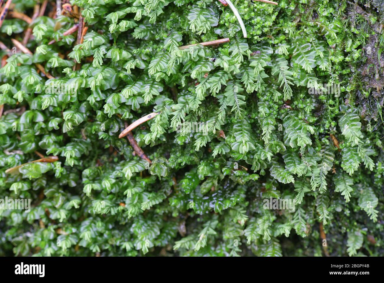 Plagiochila porelloides, known as lesser featherwort Stock Photo