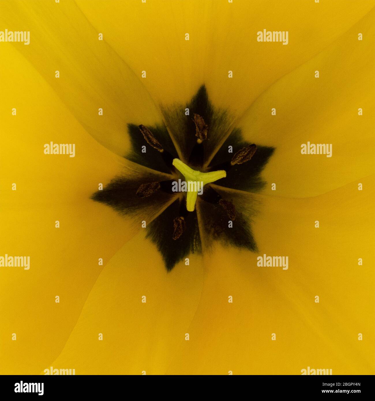 Yellow Tulip Stock Photo