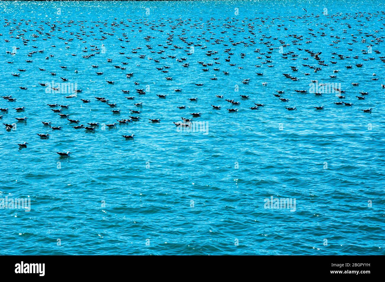 Flock of seagulls in the Port of Malaga Stock Photo