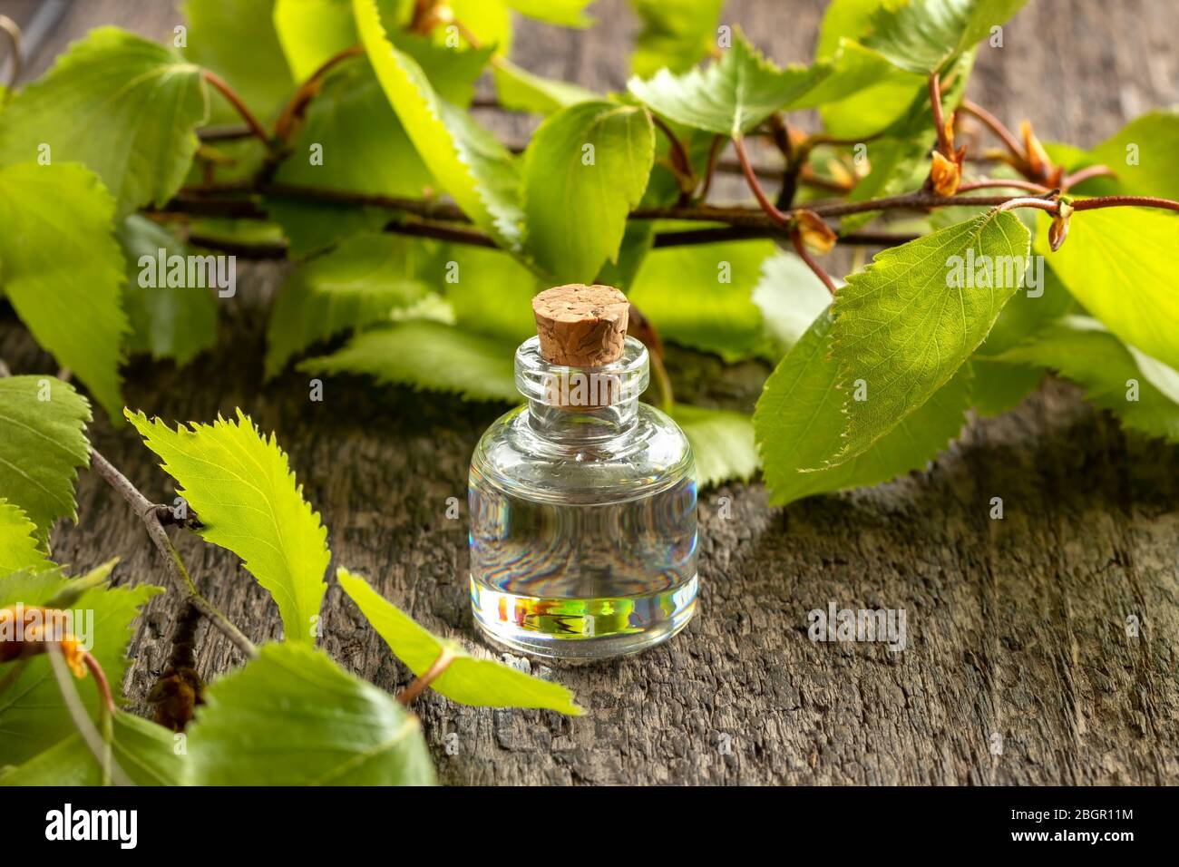 A transparent bottle of essential oil with fresh birch branches Stock Photo