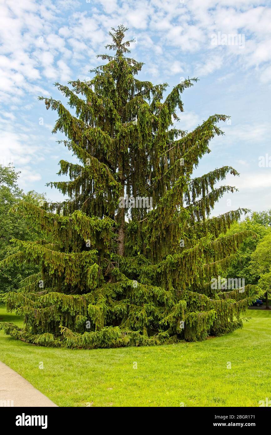 Norway spruce tree, drooping branchlets, graceful evergreen, large, The Kentucky State Capitol Building; USA, Frankfort; KY; spring Stock Photo
