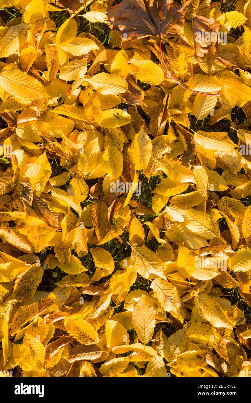 Golden colour leaves hi-res stock photography and images - Alamy