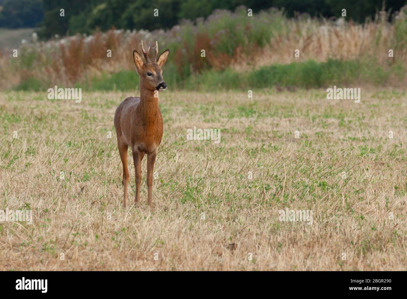 Young wild roe deer close up. Natural wildlife landscape with a single animal in a field. Stock Photo