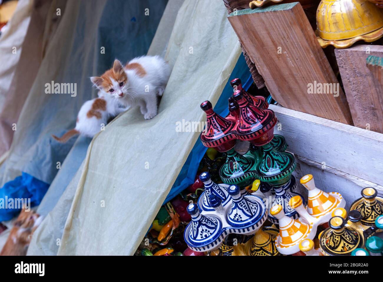 kitty cat shop