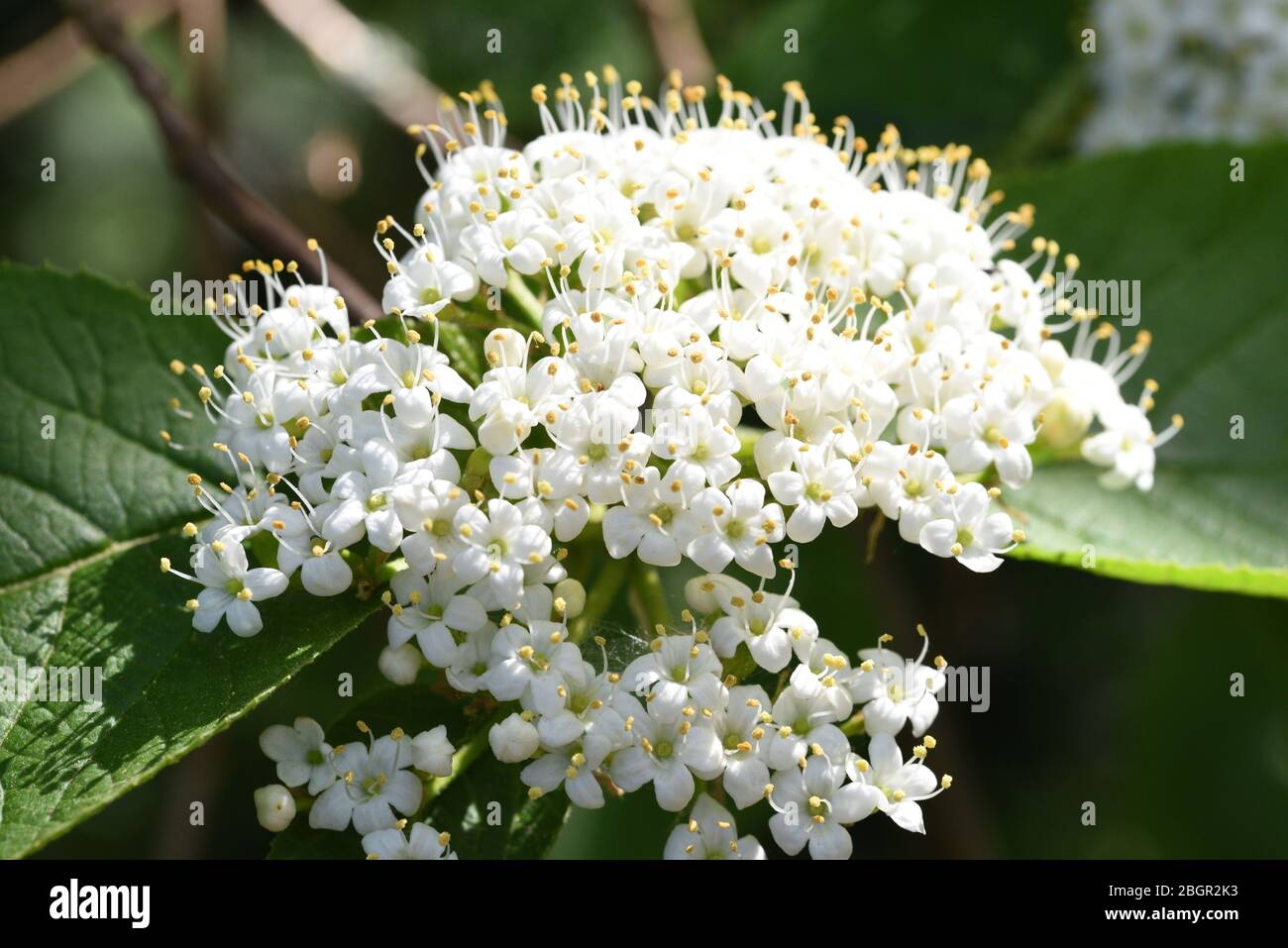 Elderflower tree hires stock photography and images Alamy