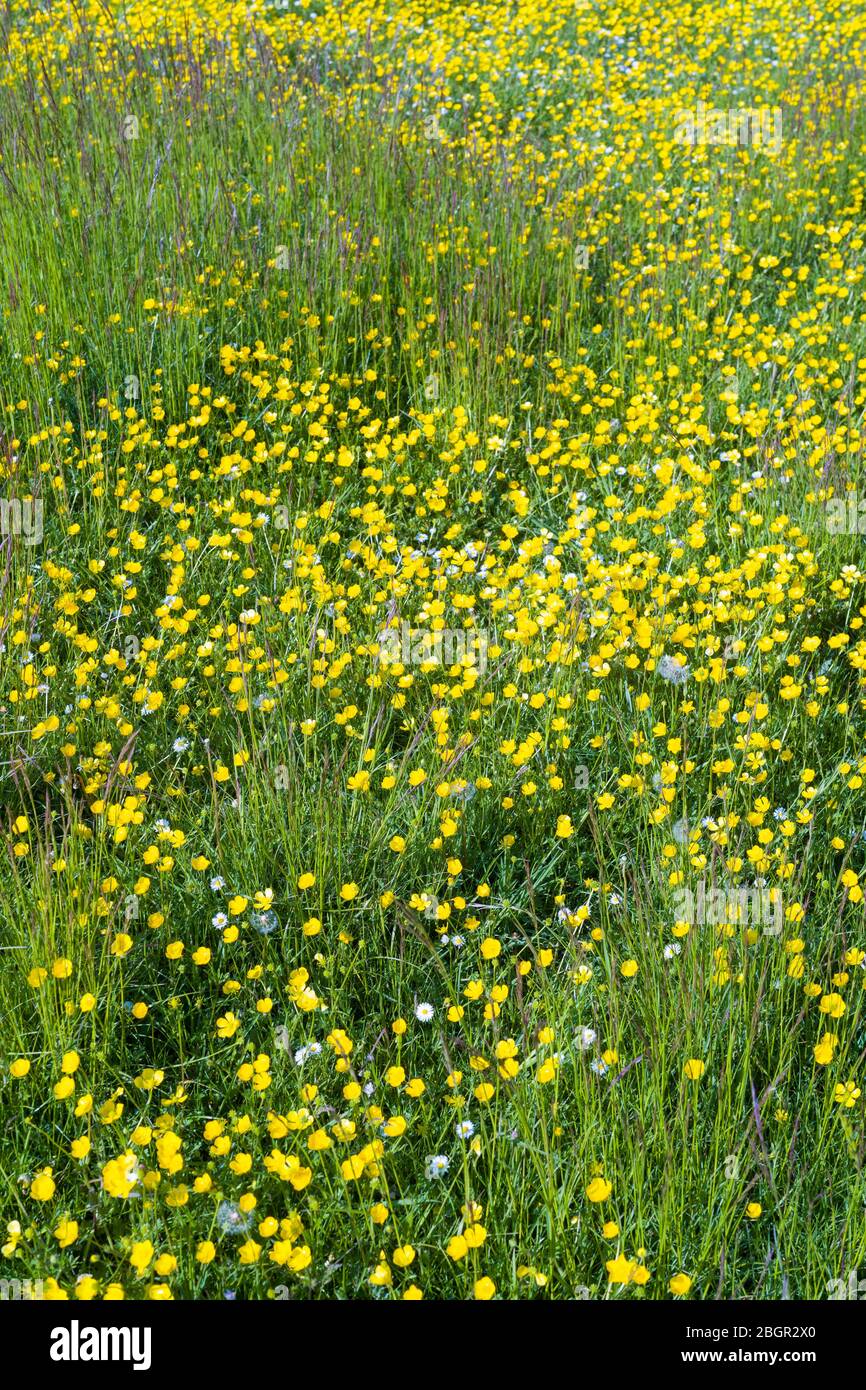 Bright yellow buttercups - Ranunculus - and grasses in a meadow in spring / early summer in The Cotswolds, Oxfordshire, UK Stock Photo