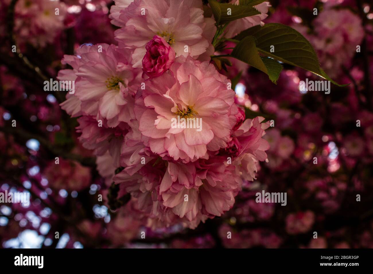 Sakura Cherry Blossoms in Spring Stock Photo