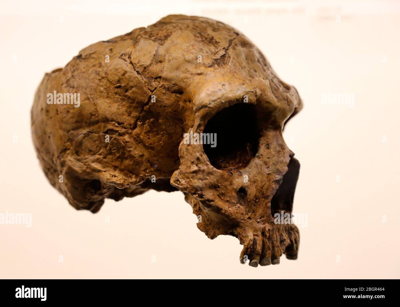 Homo neanderthalensis. Gibraltar 1 Skull. c. 50.000-30.000 years old. Middle-Late Pleistocene. American Museum of Natural History, Ny. USA. Stock Photo