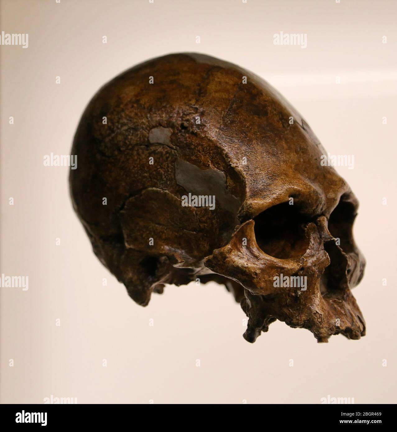 Kow Swamp 5 Skull. Homo Sapiens. c. 13.000 years old. Kow Swamp, Victoria, Australia. Stock Photo
