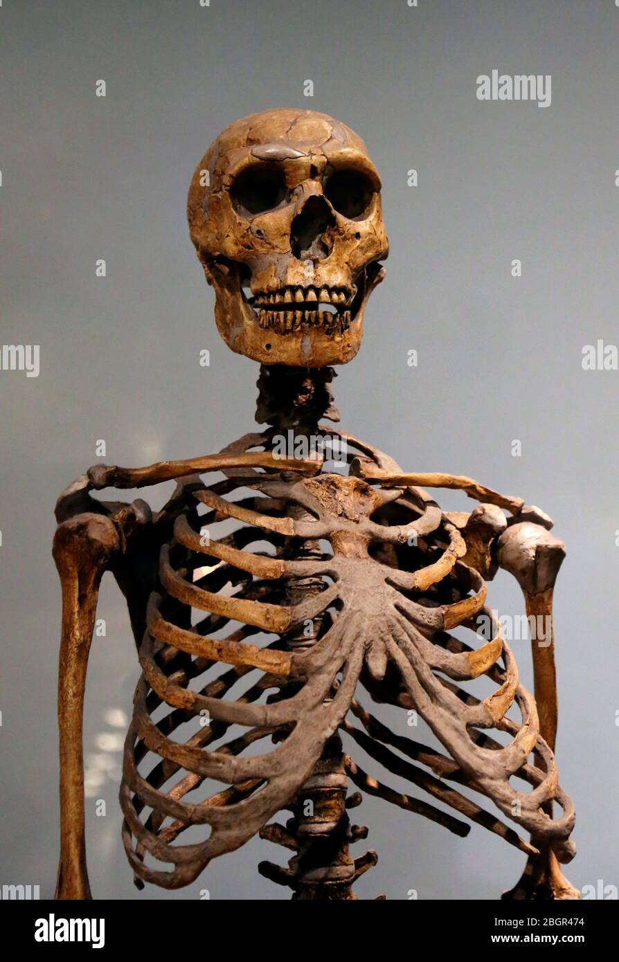 Neanderthal. Homo neanderthalensis. Reconstruction skeleton. Middle-Late Pleistocene. American  Museum of Natural History, Ny. USA. Stock Photo