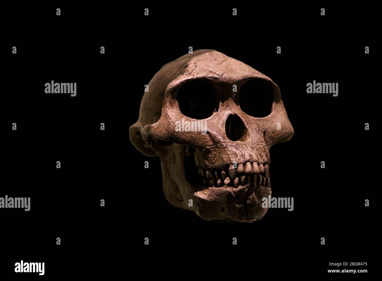 Australopithecus afarensis. 3.9-2.9 millions year ago. Africa. Pliocene. Skull. Stock Photo