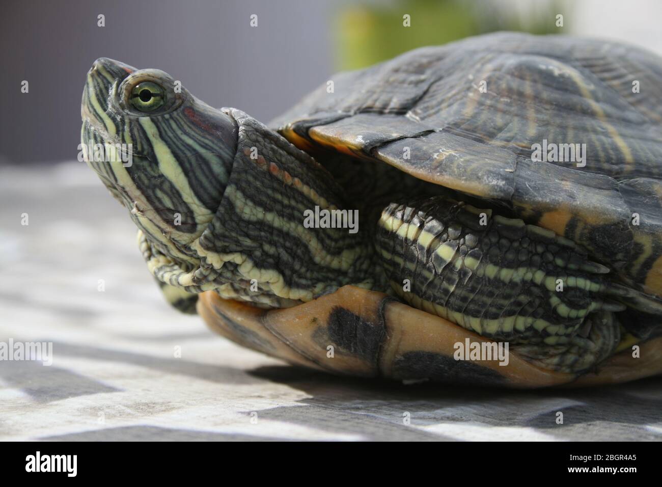 Tortuga mexico hi-res stock photography and images - Alamy