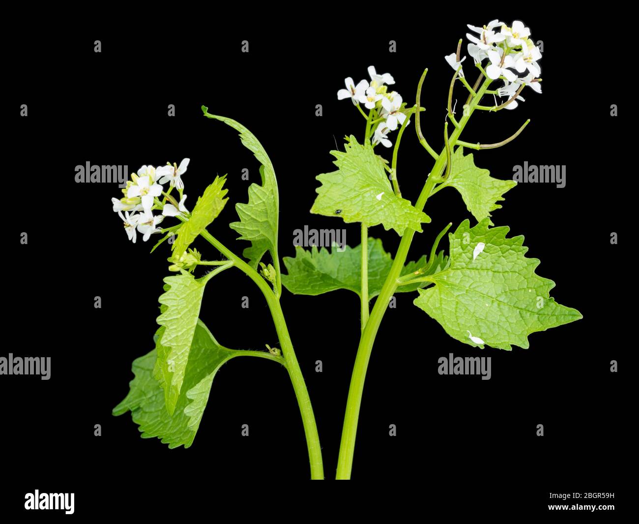 UK wildflower, Jack by the hedge or garlic mustard, Alliaria petiolata, flowering against a black background Stock Photo