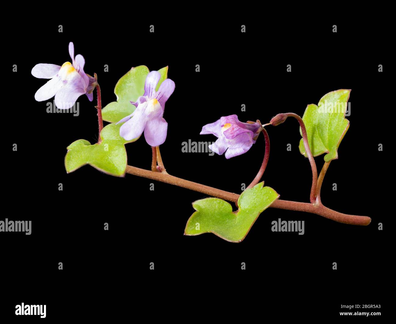 Close up image of the UK native wildflower, Cymbalaria muralis, ivy leaved toadflax, on a black background Stock Photo