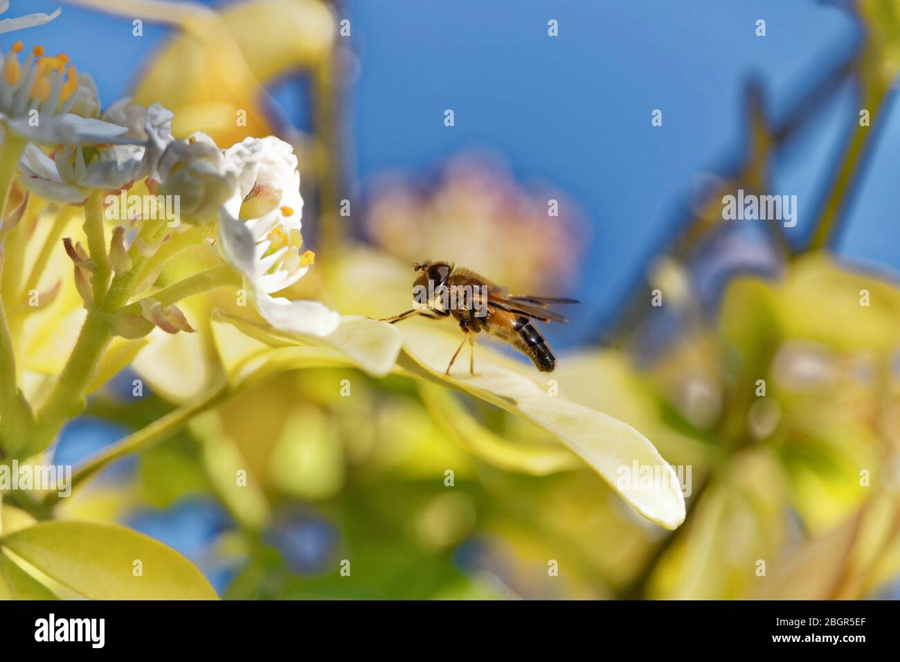Hoverfly nectaring Stock Photo