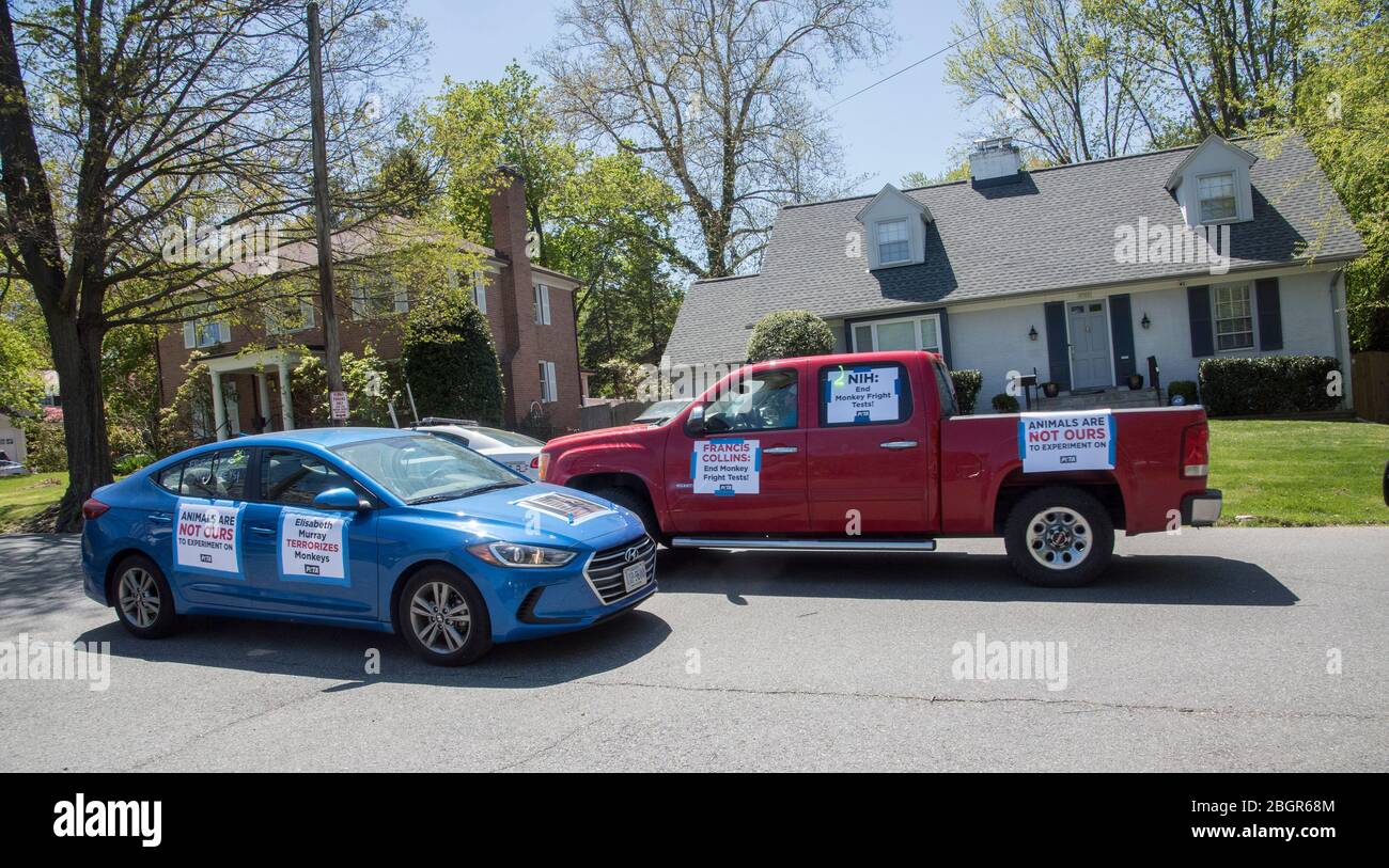 Bethesda, MD, April 22,2020 USA:  Driving cars emblazoned with the message 'End Monkey Fright Tests!' PETA President Ingrid Newkirk lead a caravan of Stock Photo