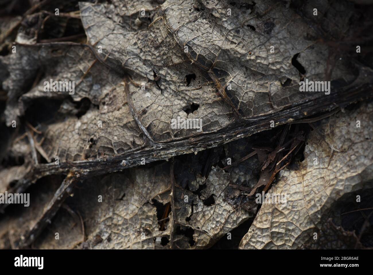 A macro close up view of dead, dried and decaying leaves showing the veins on the surface structure. Stock Photo