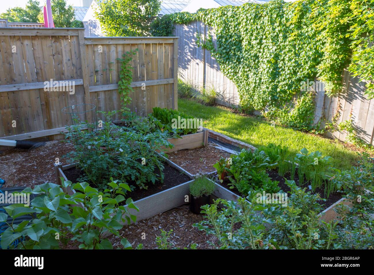 Part of the grow your own food movement, this backyard vegetable garden contains large raised beds for growing vegetables and herbs throughout summer. Stock Photo