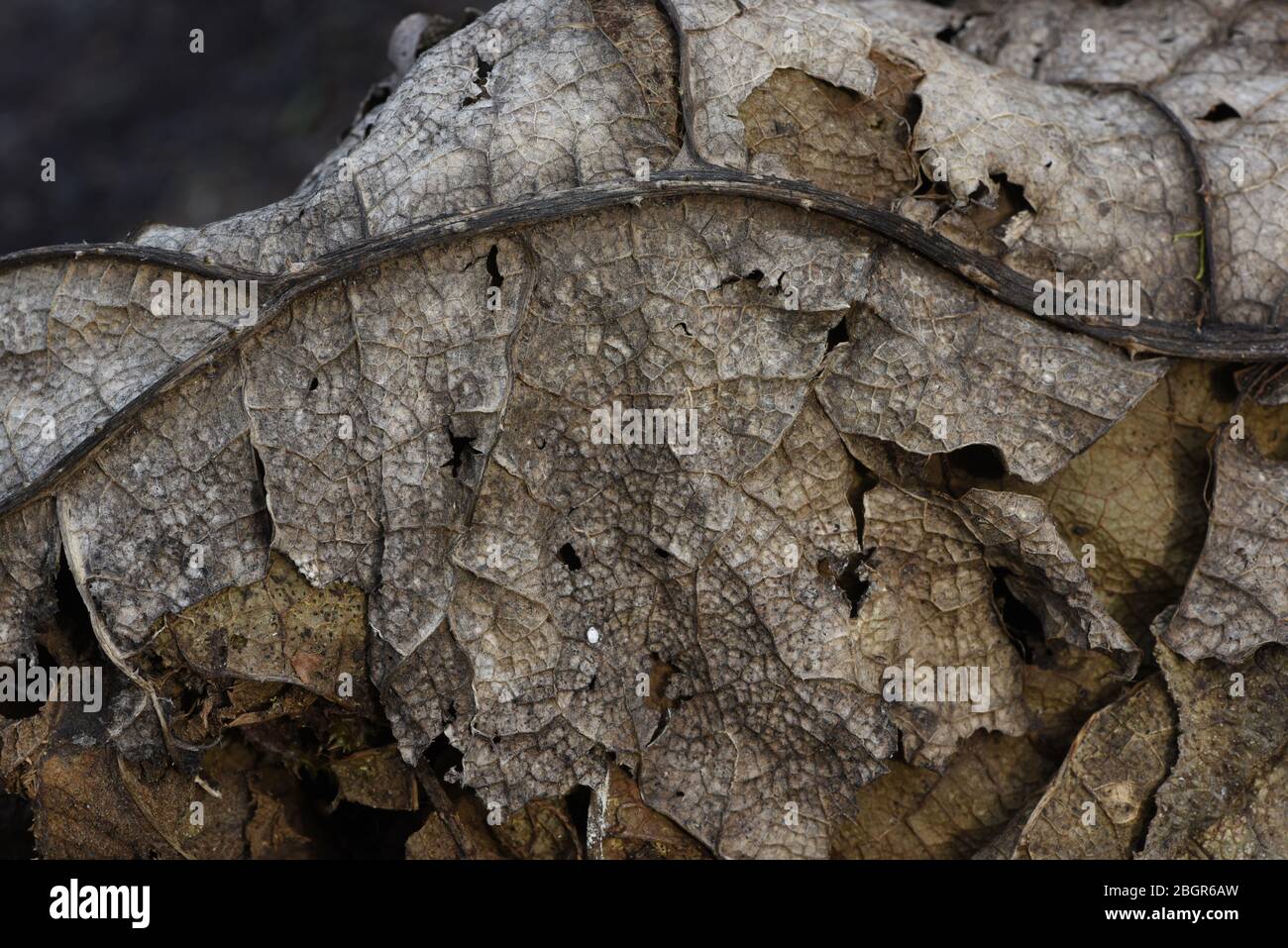 A macro close up view of dead, dried and decaying leaves with a look at the veins on the surface Stock Photo
