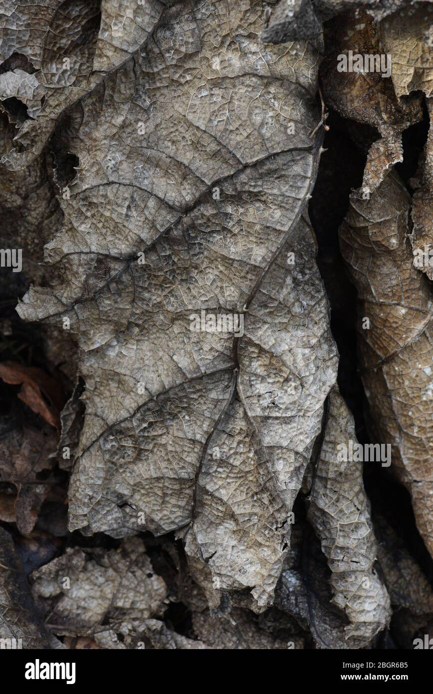 A macro close up view of dead, dried and decaying leaves with a look at the surface veins Stock Photo