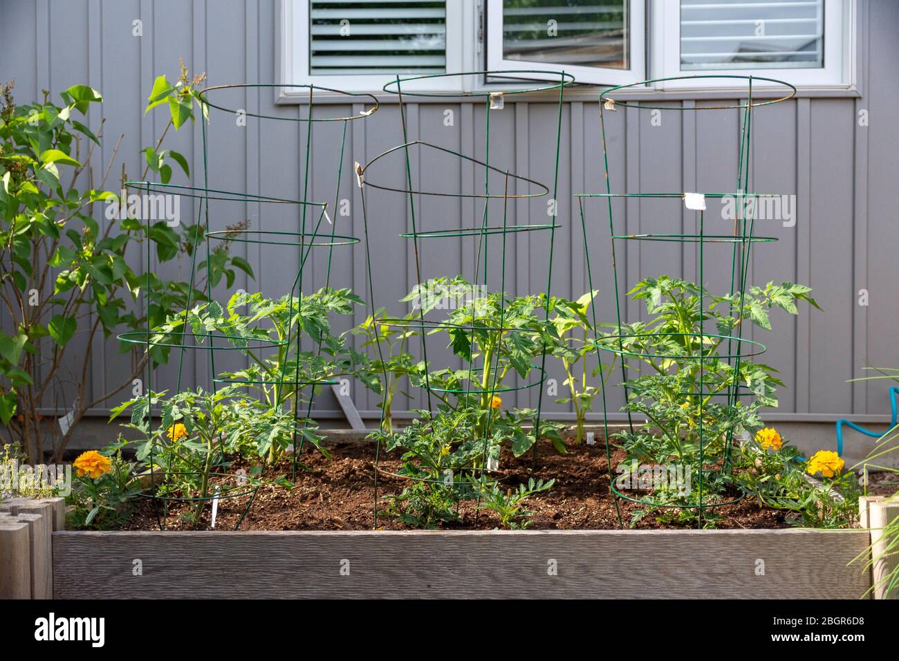 Part of the grow your own food movement, this backyard vegetable garden contains raised beds for growing vegetables and herbs throughout summer. Stock Photo