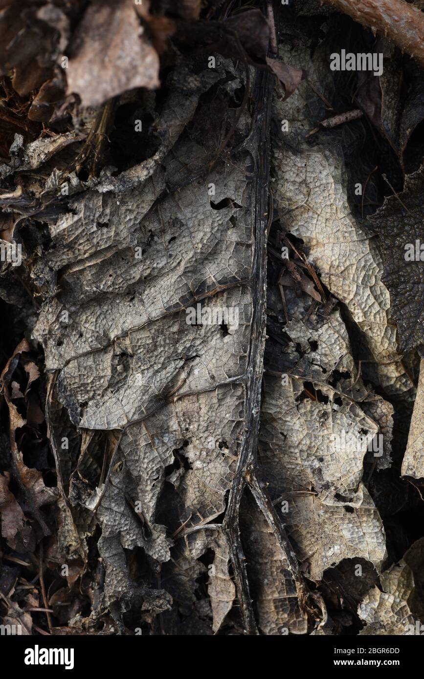 A macro close up view of dead, dried and decaying leaves Stock Photo