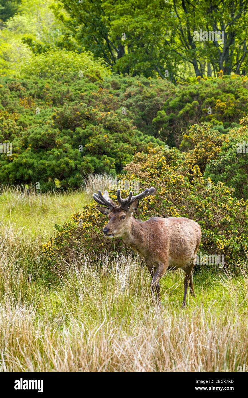 Red deer stag, Cervus elaphus, young male with velvet type antlers in woodland at Lochranza, Isle of Arran, Scotland Stock Photo