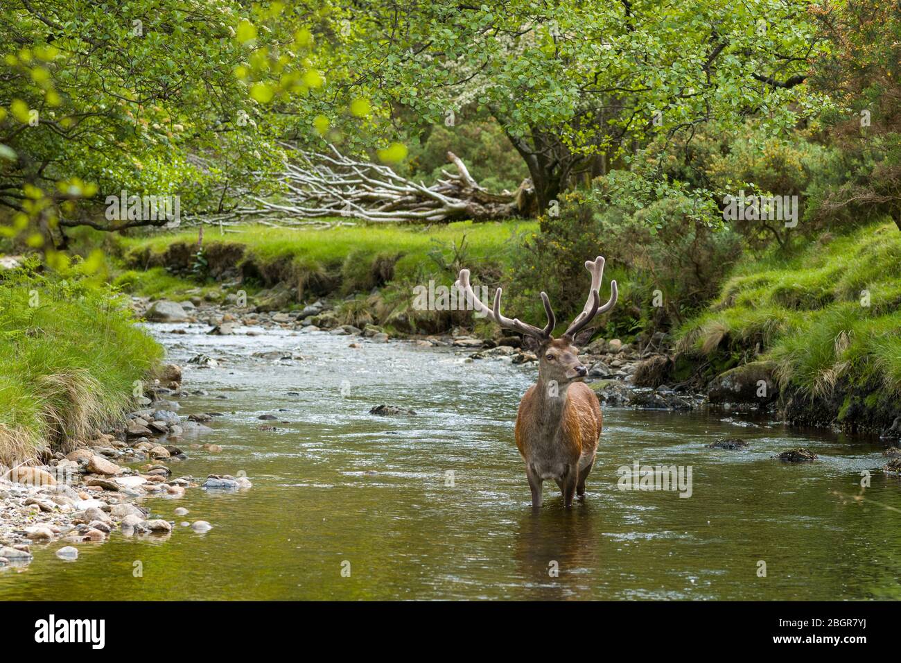 Red Deer stag, Cervus elaphus, adult mature male with large antlers in river scene at Lochranza, Isle of Arran, Scotland Stock Photo